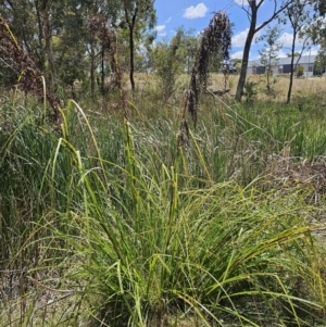 Gahnia aspera at Lawson, ACT - 22 Nov 2023