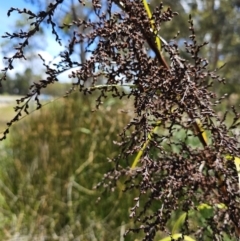 Gahnia aspera at Lawson, ACT - 22 Nov 2023 01:37 PM