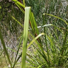 Gahnia aspera at Lawson, ACT - 22 Nov 2023