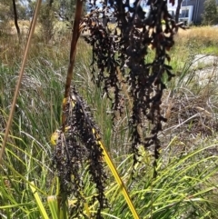 Gahnia aspera at Lawson, ACT - 22 Nov 2023