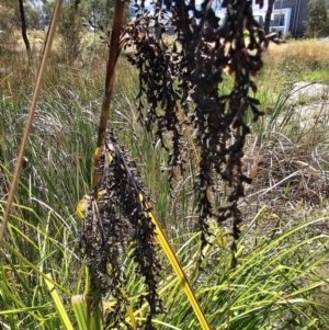 Gahnia aspera at Lawson, ACT - 22 Nov 2023 01:37 PM