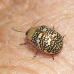 Paropsis pictipennis (Tea-tree button beetle) at Strathnairn, ACT - 22 Nov 2023 by AlisonMilton