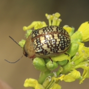 Paropsis pictipennis at Strathnairn, ACT - 22 Nov 2023 10:24 AM