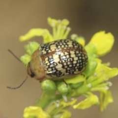 Paropsis pictipennis at Strathnairn, ACT - 22 Nov 2023