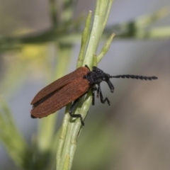 Porrostoma rhipidium (Long-nosed Lycid (Net-winged) beetle) at Strathnairn, ACT - 22 Nov 2023 by AlisonMilton