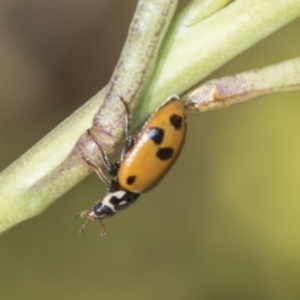 Hippodamia variegata at Strathnairn, ACT - 22 Nov 2023