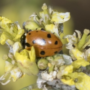 Hippodamia variegata at Strathnairn, ACT - 22 Nov 2023