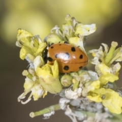 Hippodamia variegata at Strathnairn, ACT - 22 Nov 2023