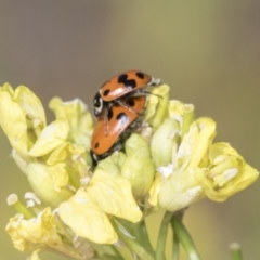 Hippodamia variegata at Strathnairn, ACT - 22 Nov 2023