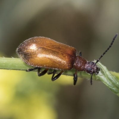 Ecnolagria grandis (Honeybrown beetle) at Strathnairn, ACT - 22 Nov 2023 by AlisonMilton