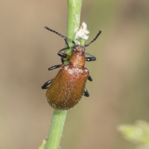 Ecnolagria grandis at Strathnairn, ACT - 22 Nov 2023 10:18 AM