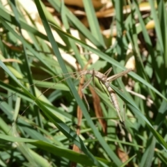 Zaprochilus australis (Twig-mimic katydid) at QPRC LGA - 18 Oct 2023 by arjay