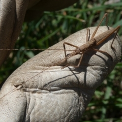 Zaprochilus australis at QPRC LGA - suppressed