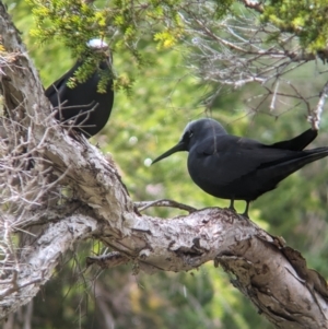 Anous minutus at Lord Howe Island - 19 Oct 2023 12:00 PM