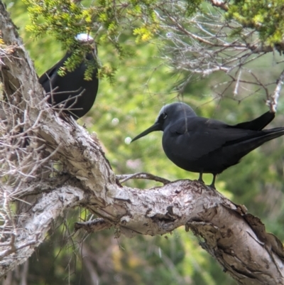 Anous minutus (Black Noddy) at Lord Howe Island Permanent Park - 19 Oct 2023 by Darcy