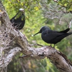 Anous minutus (Black Noddy) at Lord Howe Island, NSW - 19 Oct 2023 by Darcy