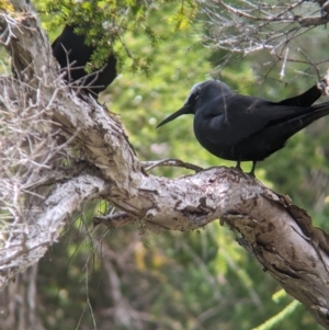 Anous minutus at Lord Howe Island - 19 Oct 2023