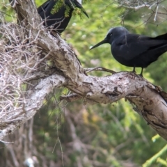 Anous minutus at Lord Howe Island - 19 Oct 2023 12:00 PM