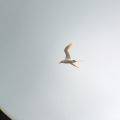 Phaethon rubricauda (Red-tailed Tropicbird) at Lord Howe Island - 19 Oct 2023 by Darcy