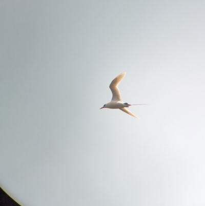 Phaethon rubricauda (Red-tailed Tropicbird) at Lord Howe Island Permanent Park - 19 Oct 2023 by Darcy