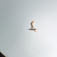 Phaethon rubricauda (Red-tailed Tropicbird) at Lord Howe Island Permanent Park - 19 Oct 2023 by Darcy