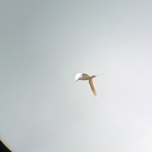 Phaethon rubricauda at Lord Howe Island Permanent Park - 19 Oct 2023 12:03 PM