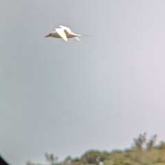 Phaethon rubricauda at Lord Howe Island Permanent Park - 19 Oct 2023