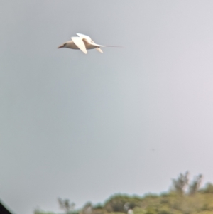 Phaethon rubricauda at Lord Howe Island Permanent Park - 19 Oct 2023