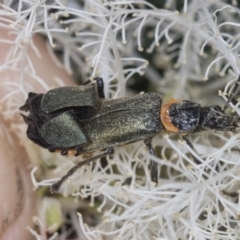 Chauliognathus lugubris (Plague Soldier Beetle) at Strathnairn, ACT - 21 Nov 2023 by AlisonMilton