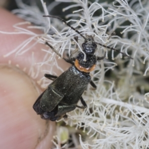 Chauliognathus lugubris at Strathnairn, ACT - 22 Nov 2023 09:37 AM