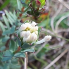 Pimelea glauca (Smooth Rice Flower) at Yaouk, NSW - 19 Nov 2023 by JARS