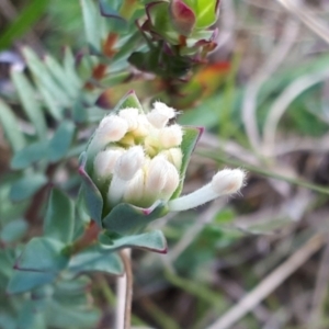 Pimelea glauca at Yaouk, NSW - 19 Nov 2023