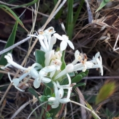 Pimelea glauca at Yaouk, NSW - 19 Nov 2023