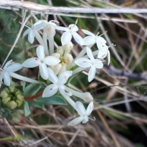 Pimelea glauca at Yaouk, NSW - 19 Nov 2023