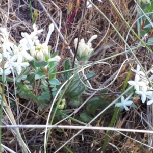 Pimelea glauca at Yaouk, NSW - 19 Nov 2023