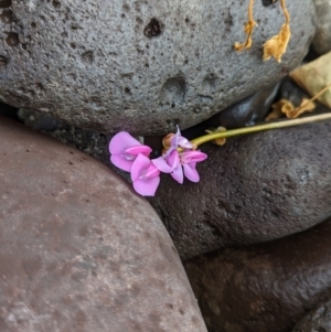 Canavalia rosea at Lord Howe Island - 19 Oct 2023