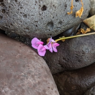 Canavalia rosea (Coastal Jack Bean) at Lord Howe Island - 19 Oct 2023 by Darcy