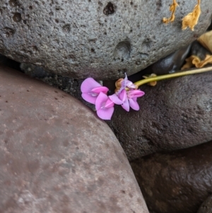 Canavalia rosea at Lord Howe Island - 19 Oct 2023