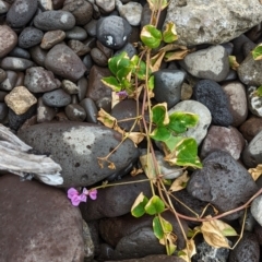 Canavalia rosea at Lord Howe Island - 19 Oct 2023