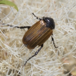 Phyllotocus rufipennis at Strathnairn, ACT - 22 Nov 2023