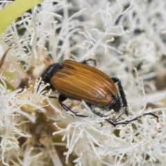 Phyllotocus rufipennis at Strathnairn, ACT - 22 Nov 2023