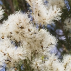 Phyllotocus rufipennis at Strathnairn, ACT - 22 Nov 2023