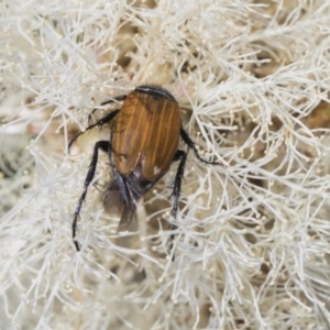 Phyllotocus rufipennis at Strathnairn, ACT - 22 Nov 2023