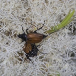 Phyllotocus rufipennis at Strathnairn, ACT - 22 Nov 2023