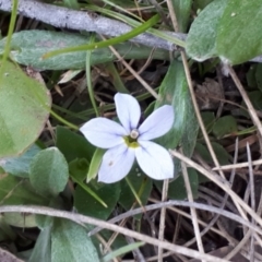 Lobelia pedunculata (Matted Pratia) at Yaouk, NSW - 19 Nov 2023 by JARS