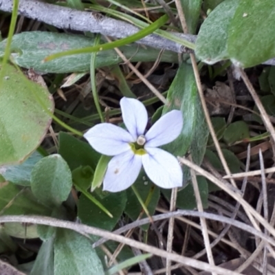 Lobelia pedunculata (Matted Pratia) at Yaouk, NSW - 19 Nov 2023 by JARS