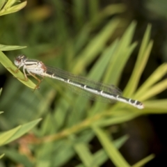 Xanthagrion erythroneurum (Red & Blue Damsel) at Strathnairn, ACT - 22 Nov 2023 by AlisonMilton