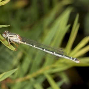 Austroagrion watsoni at Strathnairn, ACT - 22 Nov 2023