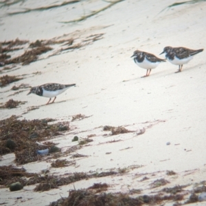 Arenaria interpres at Lord Howe Island Permanent Park - 19 Oct 2023 12:30 PM