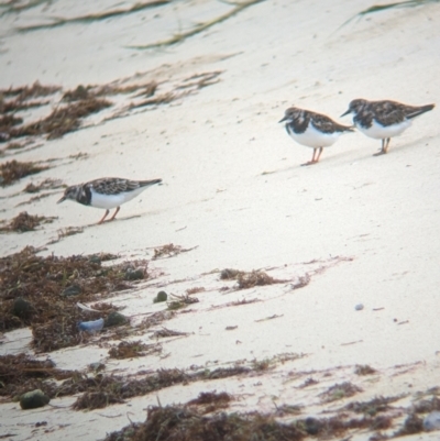 Arenaria interpres (Ruddy Turnstone) at Lord Howe Island, NSW - 19 Oct 2023 by Darcy